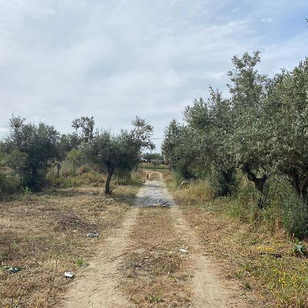 Cor De Azeitona Villa São Pedro do Corval Dış mekan fotoğraf
