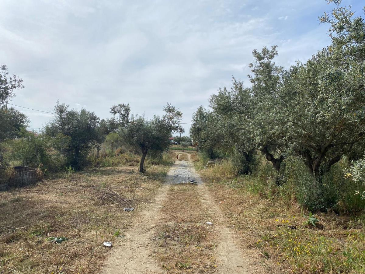 Cor De Azeitona Villa São Pedro do Corval Dış mekan fotoğraf